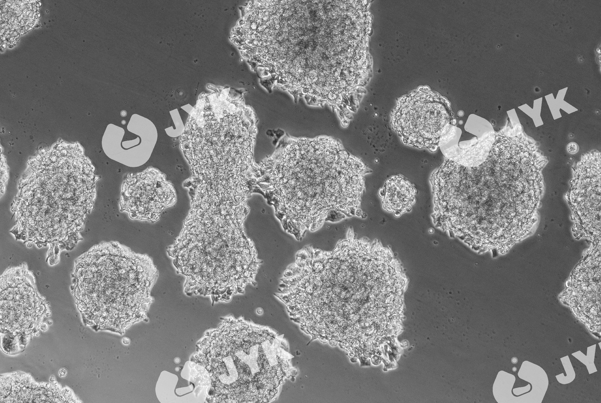 人經典小細胞肺癌細胞（NCI-H1688）